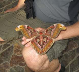 Im Schmetterlingspark