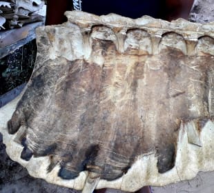 Mnarani Marine Schildkröten Conservation