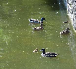 Schlossgarten Bruchsal