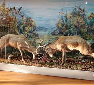 Diorama im Naturkundemuseum Coburg
