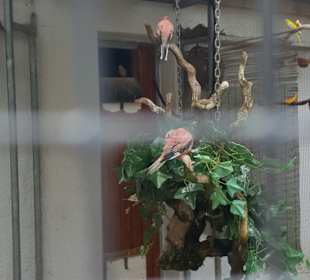 Tiergehege im Kurpark