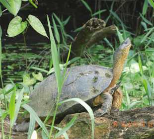 Schildkröte während der Bootstour