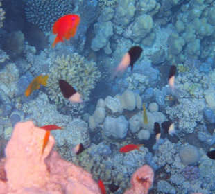 Podmořský svět - šnorchlování