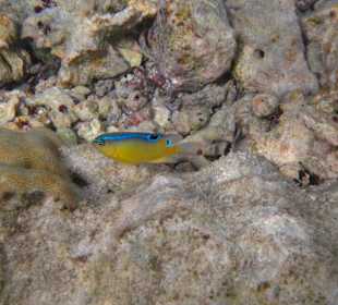 Einfleck-Demoiselle (Jungfisch)