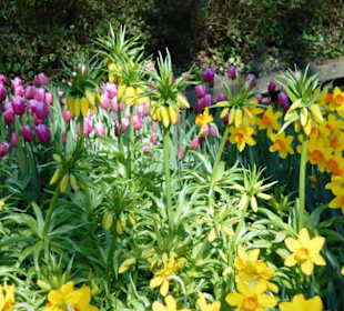 Blumenpracht im Keukenhof