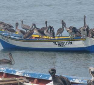 Pelikane