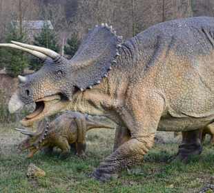 Atrakcje w Bałtowie