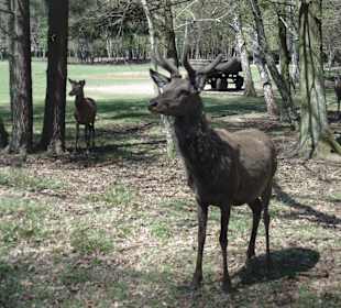 Ausflug in den Wildpark