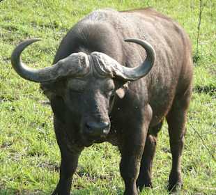 Einer der "big five"