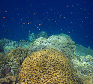 Beim Schnorcheln am Riff