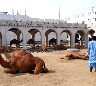 Kamelmarkt Doha