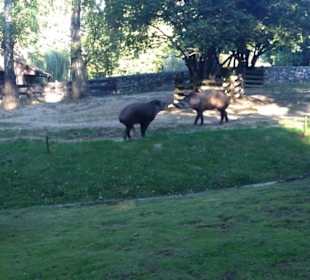 Rozpalone zwierzątko