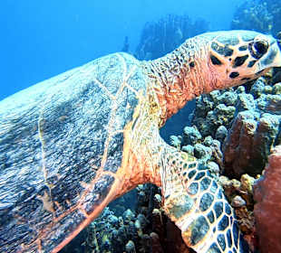 Schnorcheln Marsa Alam