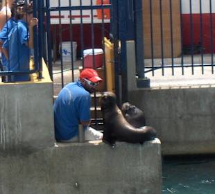 Seelöwe mit Animateur