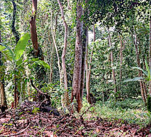 Parque Natural Obô do Príncipe