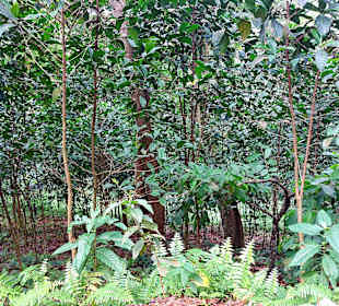 Parque Natural Obô do Príncipe