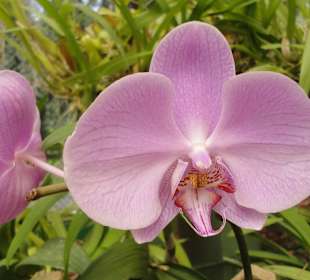 Botanical Garden Peradeniya
