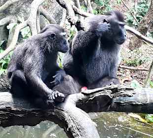 Singapur Zoo