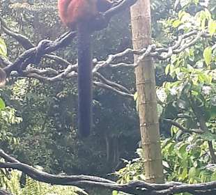 Singapur Zoo