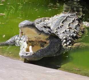 Krokodile im "Croc Parc"