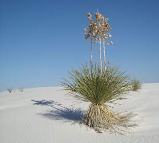 Sanddünen