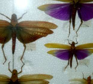 Im Schmetterlingsmuseum