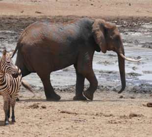 Safari Tsavo Ost 2018