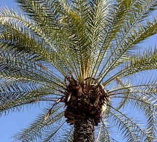 Palme an der Promenade