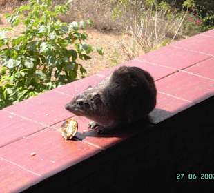 Ngulia Safari Lodge, Rock-Hyrax