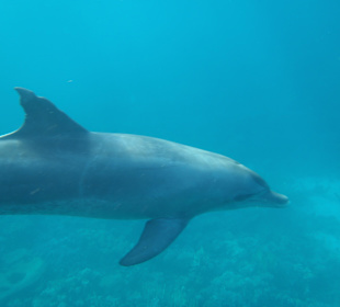 Delfine