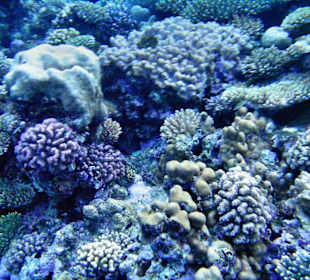 Korallenriff am Hotel