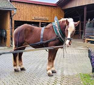 Wunderschöen Pferde