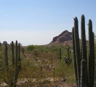 Desert Botanical Garden