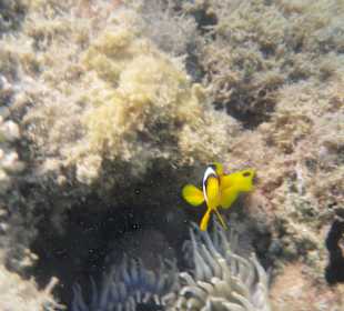 Hotel BEACH Albatros Resort & Spa 