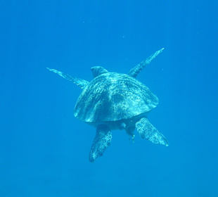 Bye Bye Hotel Shams Prestige Resort