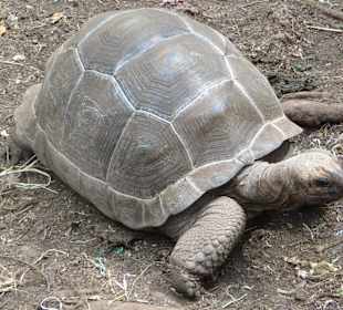 Die Schildkröten auf Prison Island