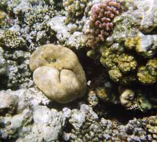 Mit Unterwasserkamera aufgenommen!