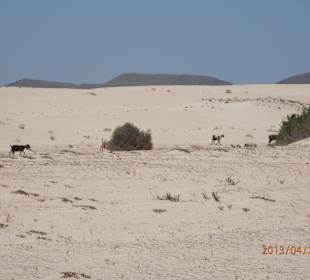 Parque Natural Corralejo