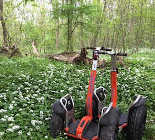 Frühling in der Stockerauer Au