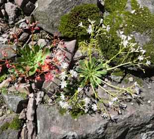 Unterwegs im Rennsteiggarten