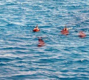 Ober und unter Wasser einfach schön!