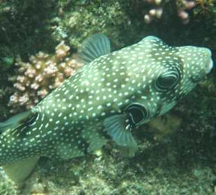 Weißflecken Kugelfisch
