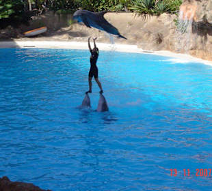 Delphinshow im Loro Park