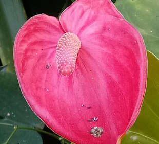 Botanischer Garten La Orotava