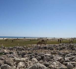 Camels at Mughsail Beach