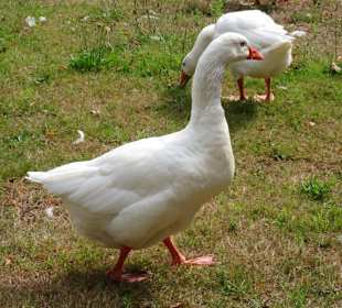 Gänsefamilie in den Graftanlagen