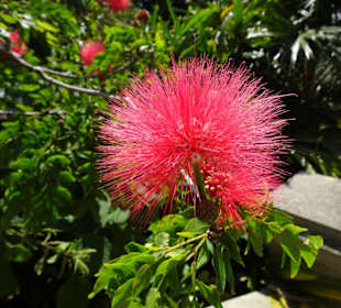 Stadtrundgang Sydney