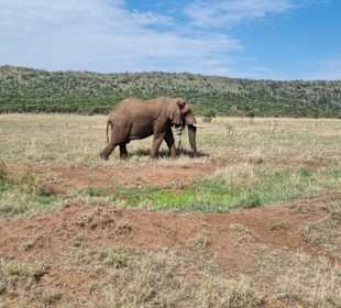 Elefanten in der Serengeti 