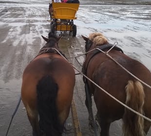 Fahrt mit der Pferdekutsche zur Insel Neuwerk