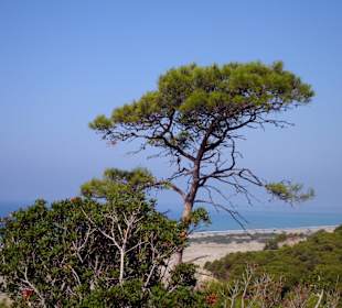 Durch die Dünen zum Strand